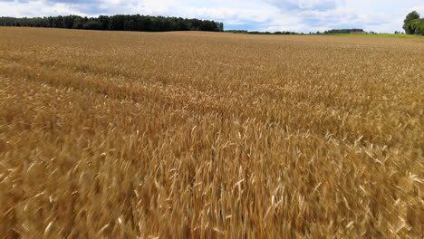 low angle aerial flight over agricultural wheat field during sunny day in poland