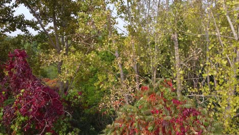 Flying-through-the-lush-maple-forest-showing-leaves-changing-color-in-the-fall-season,-Montreal,-Canada