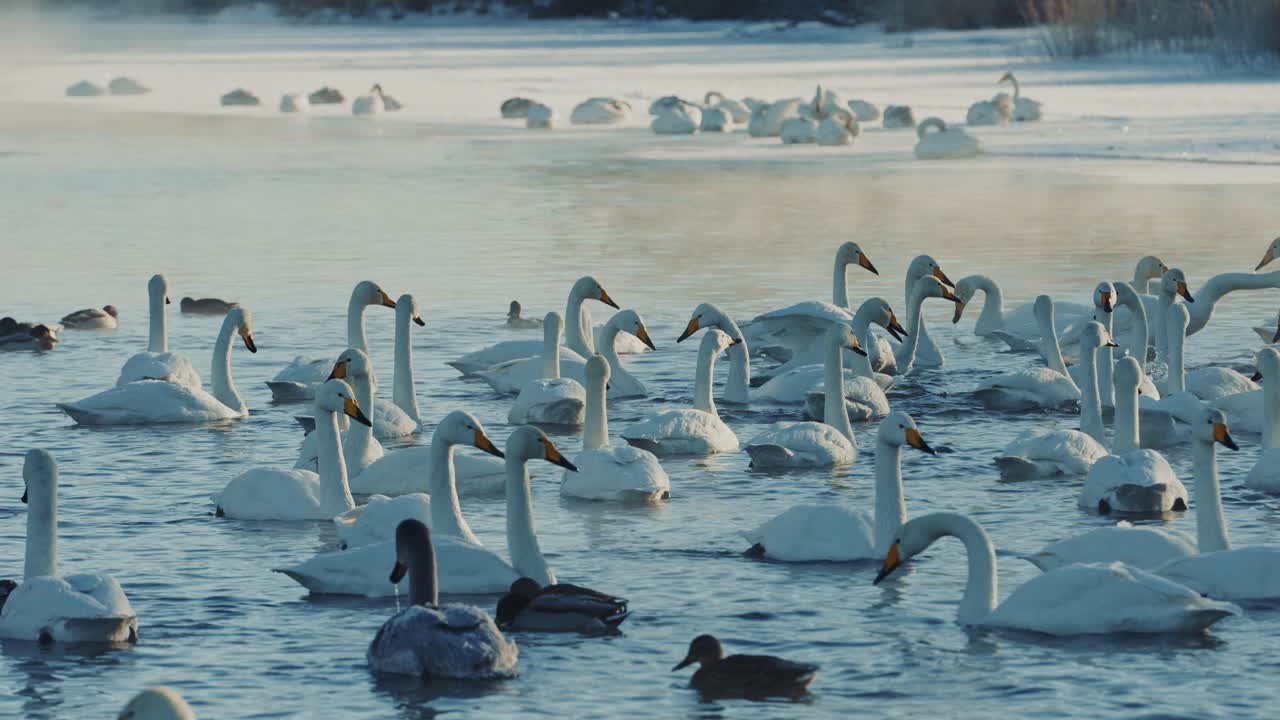 Swans and Ducks on a Frozen Lake