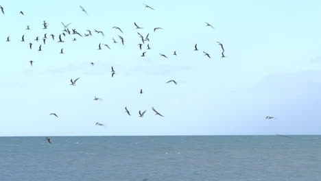 Birds-off-the-coast-of-San-Felipe,-Baja-California,-Mexico