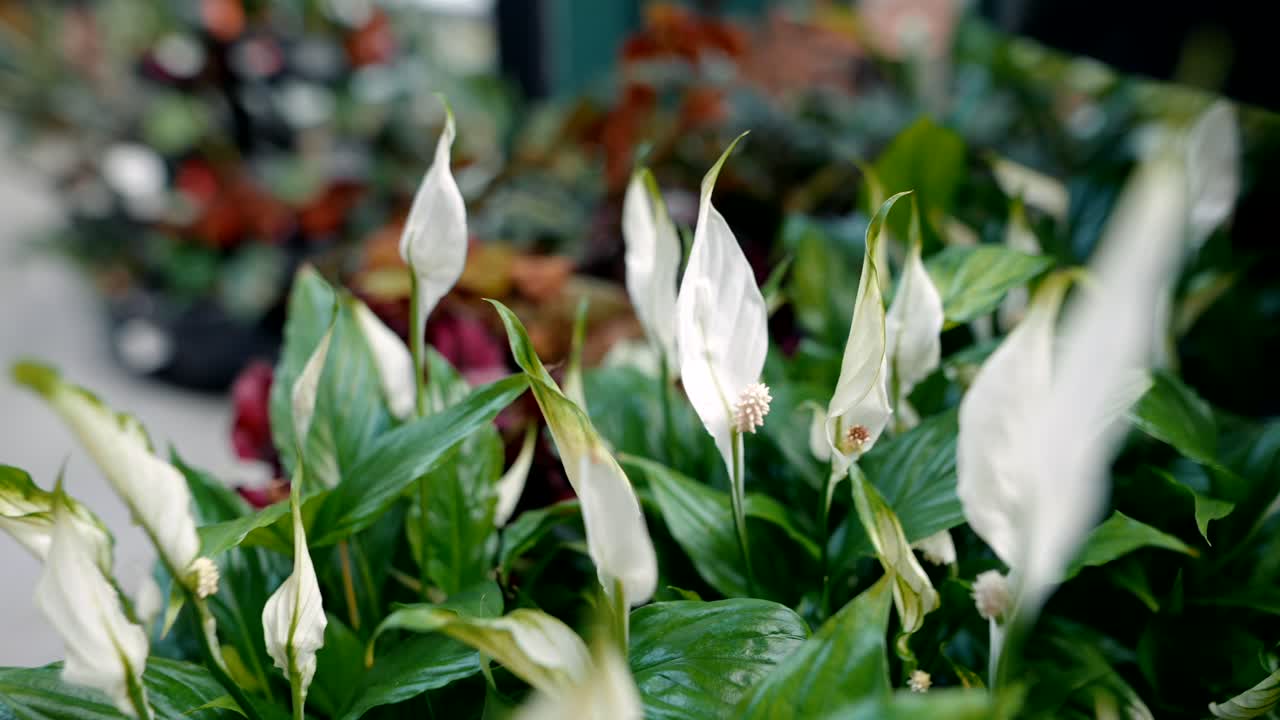 Peace Lily Plants