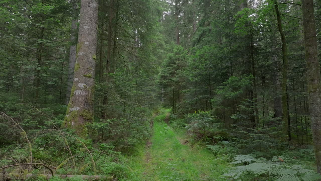 Riprese aeree di una foresta verde con alberi imponenti