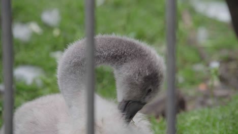 A-grey-cygnet-swan-is-behind-metal-railings-pruning-itself,-handheld