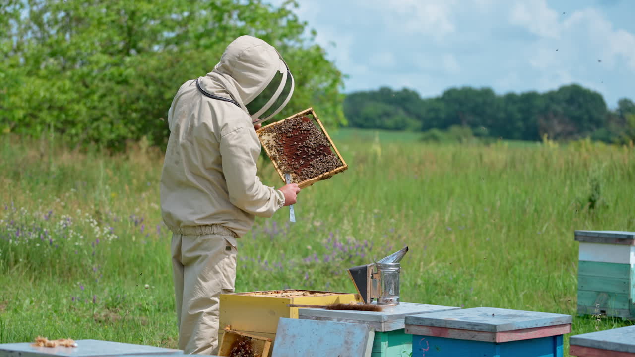 Apiarist checking the frame with dark honeycombs. Beekeeper turning the frame to the sun to check it better. Nature backdrop.