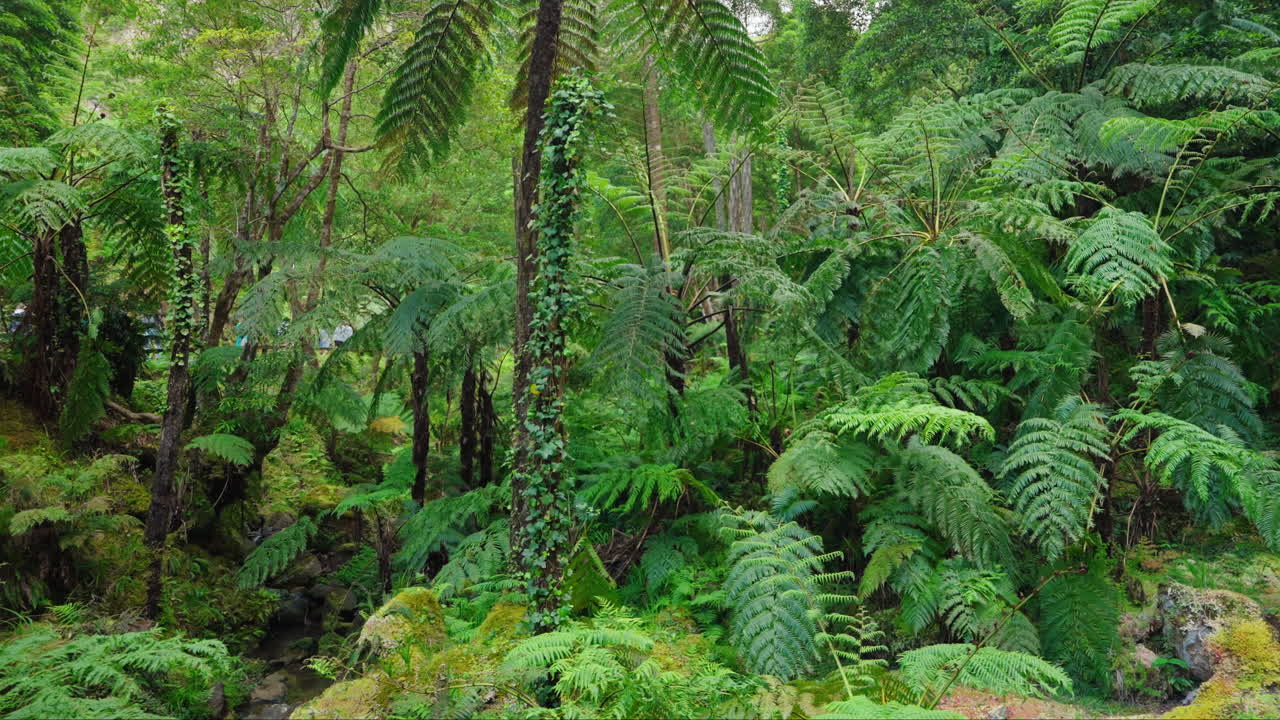 toma cinematográfica de vegetación verde y exuberante en el bosque