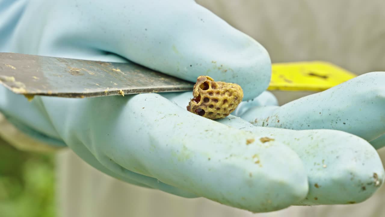 Fragment af Apis mellifera bikage med sekskantede celler holdes på et metal bistade-værktøj af en biavlerhandske, der viser bivoksstruktur fra bistadet under inspektion og produktionsproces, håndholdt makro nærbillede