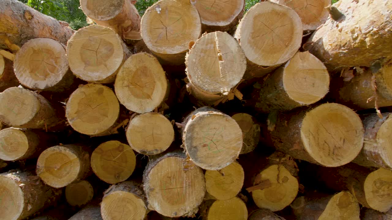 절단 된 나무 줄기 와 쌓인 나무 줄기 의 클로즈업