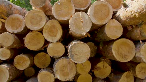 closeup of felled and stacked tree trunks with the cut edge to the viewer