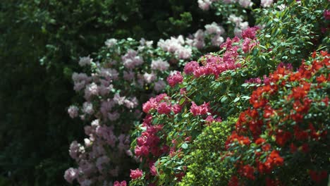 beautiful rhododendrons in full bloom - red, dark pink, and pale pink flowers cover the bushes