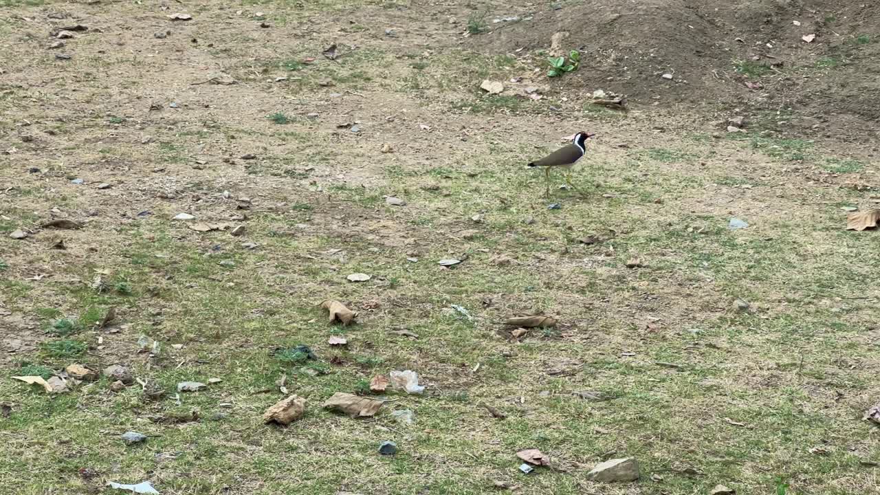 Red-wattled lapwing bird walking on the grass, also known as tib tib or titahri in india