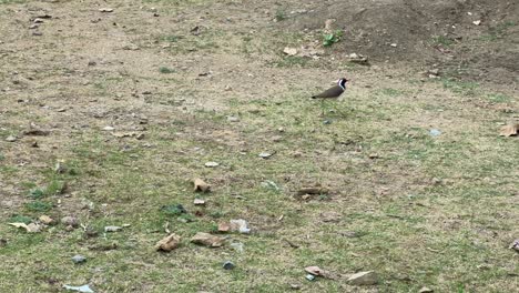 Red-wattled lapwing bird walking on the grass, also known as tib tib or titahri in india