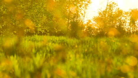puesta de sol brillante en el campo, partículas de polen cerca del bosque y el campo de trigo