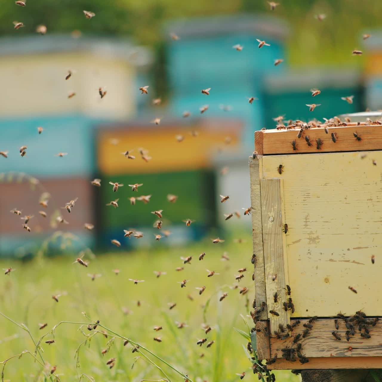 Multiple bee colony disturbed by the apiarist check out. Honey insects coming back to their homes. Apiary in blur at backdrop