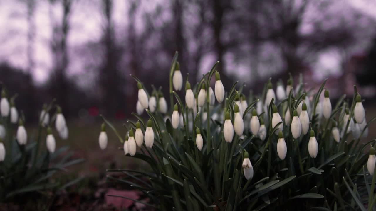Galanthus, primo piano di fiori di bucaneve in un parco nella Svezia meridionale