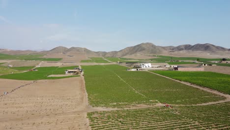 Green-agricultural-fields-in-a-desert-valley