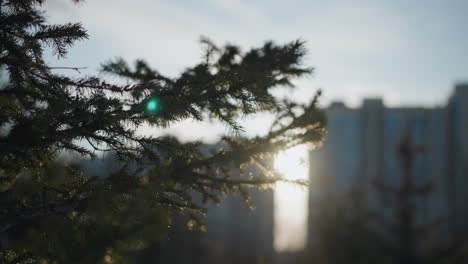 Close up of pine tree branch with sharp needles in foreground as glowing sun creates soft flare near modern office buildings in background during clear winter day with cool natural light