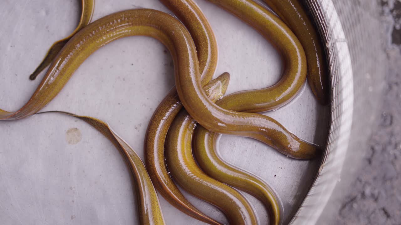 Fresh Eels in a Market