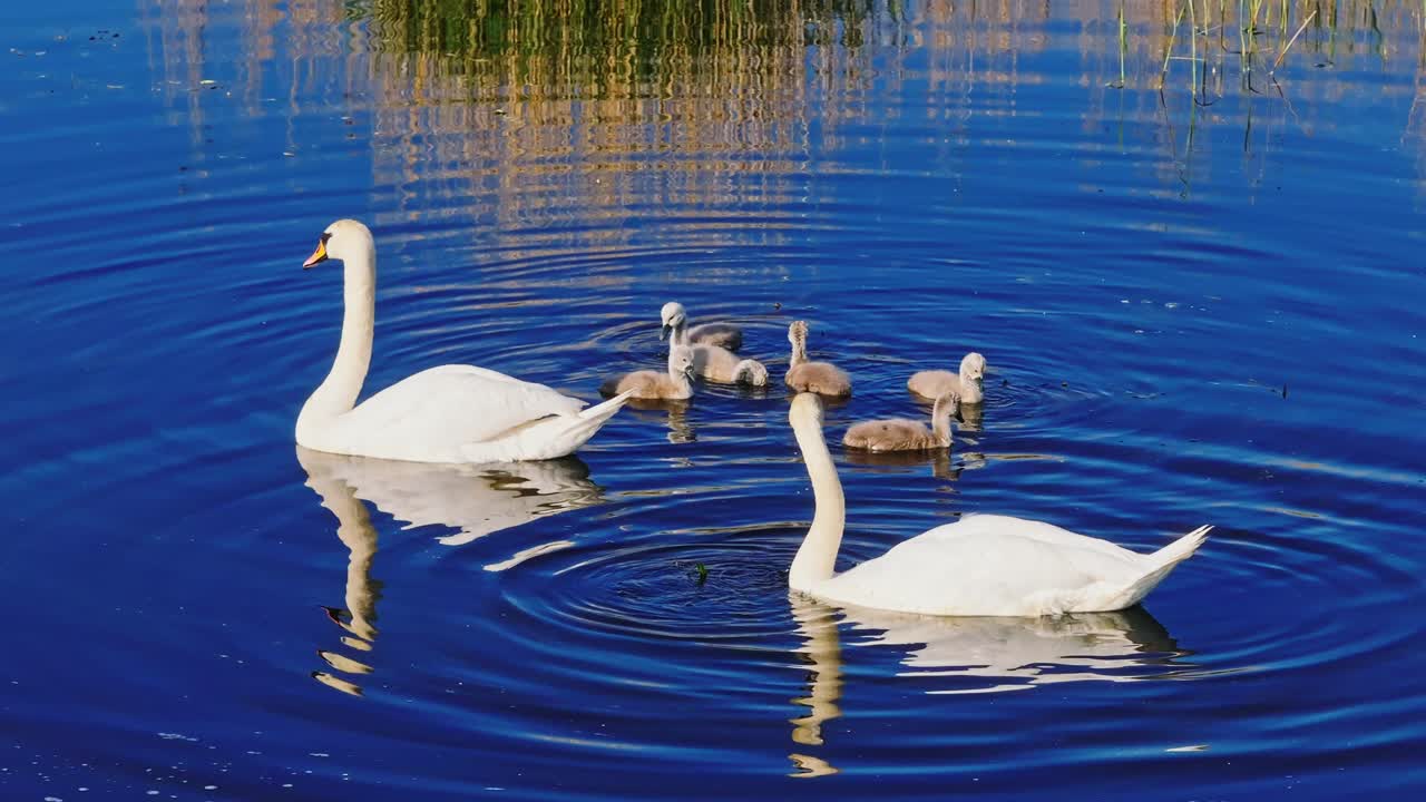 Swan parents and their baby cygnets feeding on lake during sunny spring morning