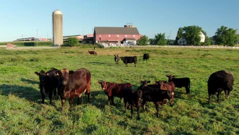 herd of beef dairy cattle, cow and baby calf, calves in green pasture meadow with red barn farm buildings during dramatic magic hour light in rural america