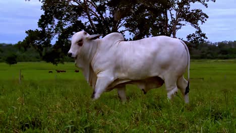 White-bull-grazing-on-livestock-farm,-Nelore-cattle