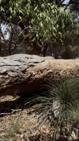 tronco caído en el interior de australia