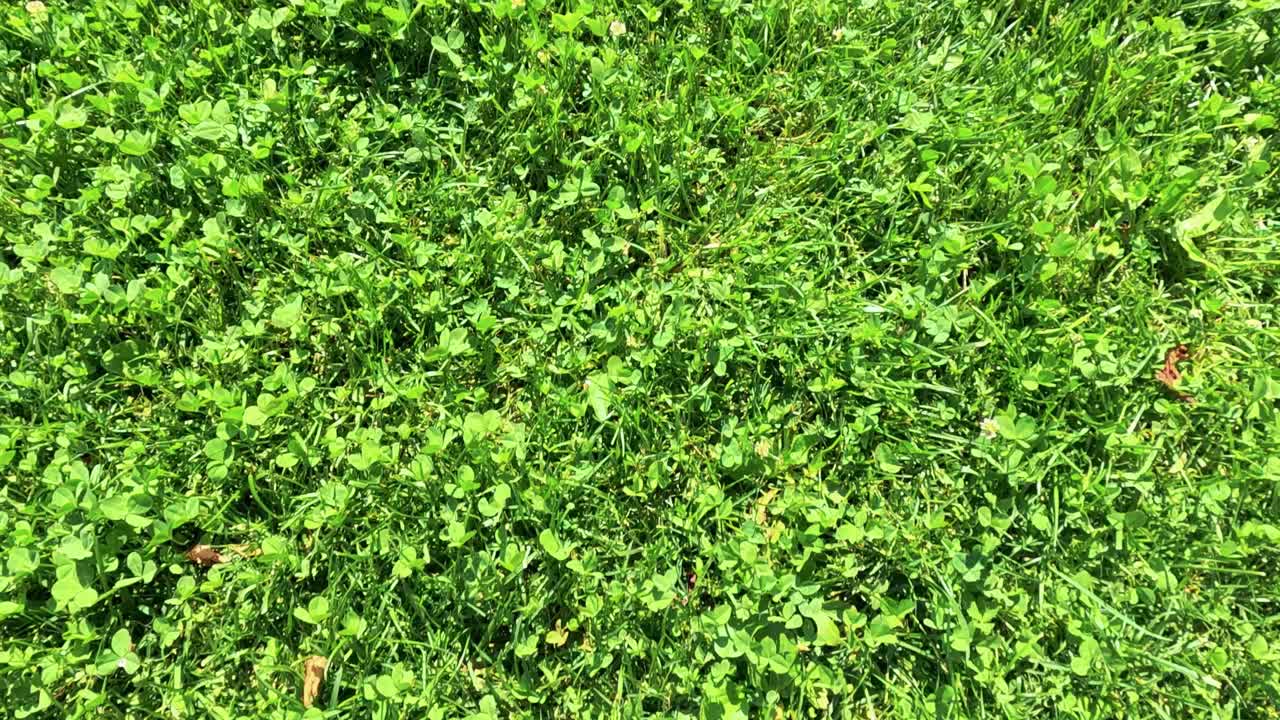 땅을 고 있는 활기찬 녹색 풀