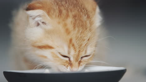 a cute cat eats from a bowl on the floor. eating with gusto from his bowl. close-up shot