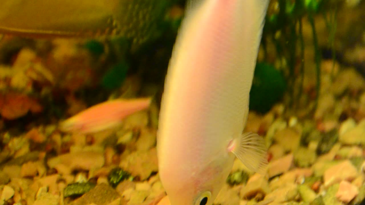 Pesci dell'Acquario