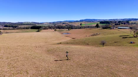 a single person walks away from a wooden fence across a dry, open field under clear blue skies, captured by a steadily ascending drone camera