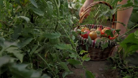 Harvesting-tomatoes-in-organic-vegetable-garden