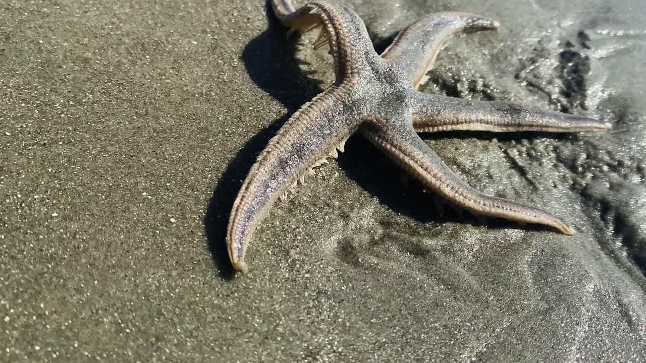 estrellas de mar en la playa de hilton head island, carolina del sur