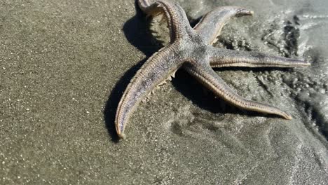 Seestern-Am-Strand-Von-Hilton-Head-Island,-South-Carolina