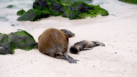 León-Marino-De-Galápagos-Madre-Durmiendo-Junto-A-Pup-En-Punta-Suárez,-Isla-Española-Galápagos