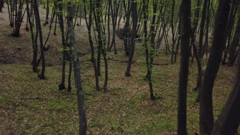 Caminando-Por-Un-Sendero-Forestal