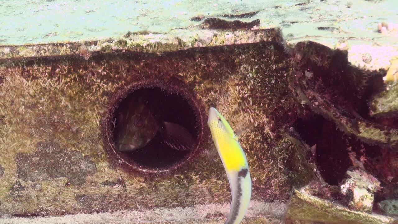 Cernia nell'oblò