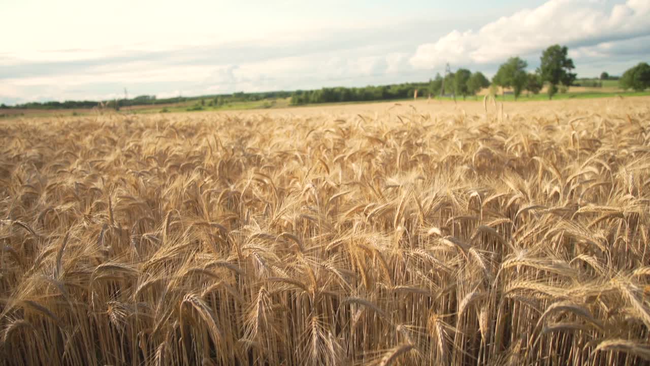пшеничное поле на ветру на закате