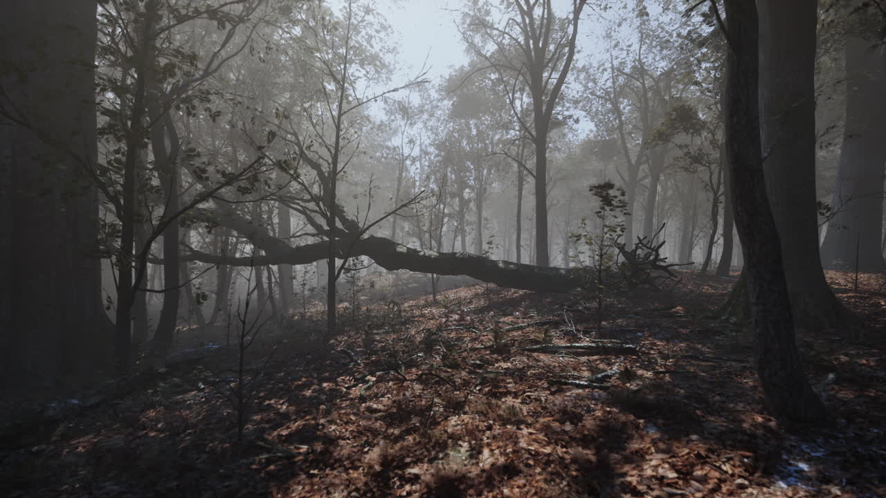 가을에 어두운 숲을 가로질러 가는 길