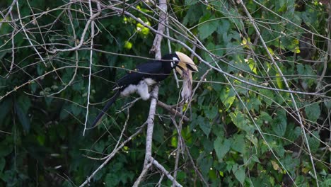 an oriental pied hornbill anthracoceros albirostris is struggling with its prey, a rodent clipped between its bill as it balnces on a branch of a tree inside a forest in thailand.
