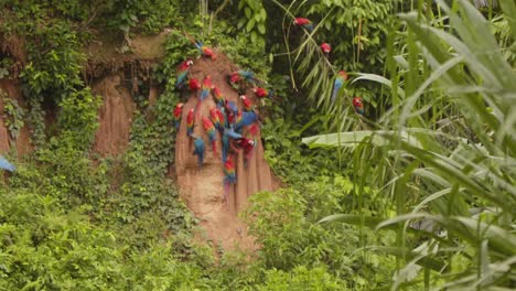 huge flock of scarlet macaws assemble at the exposed clay lick at chuncho between the peruvian rainforest