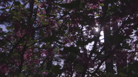 Sunlight-shining-through-pink-flower-blossoms-on-Camano-Island,-Washington-during-Spring