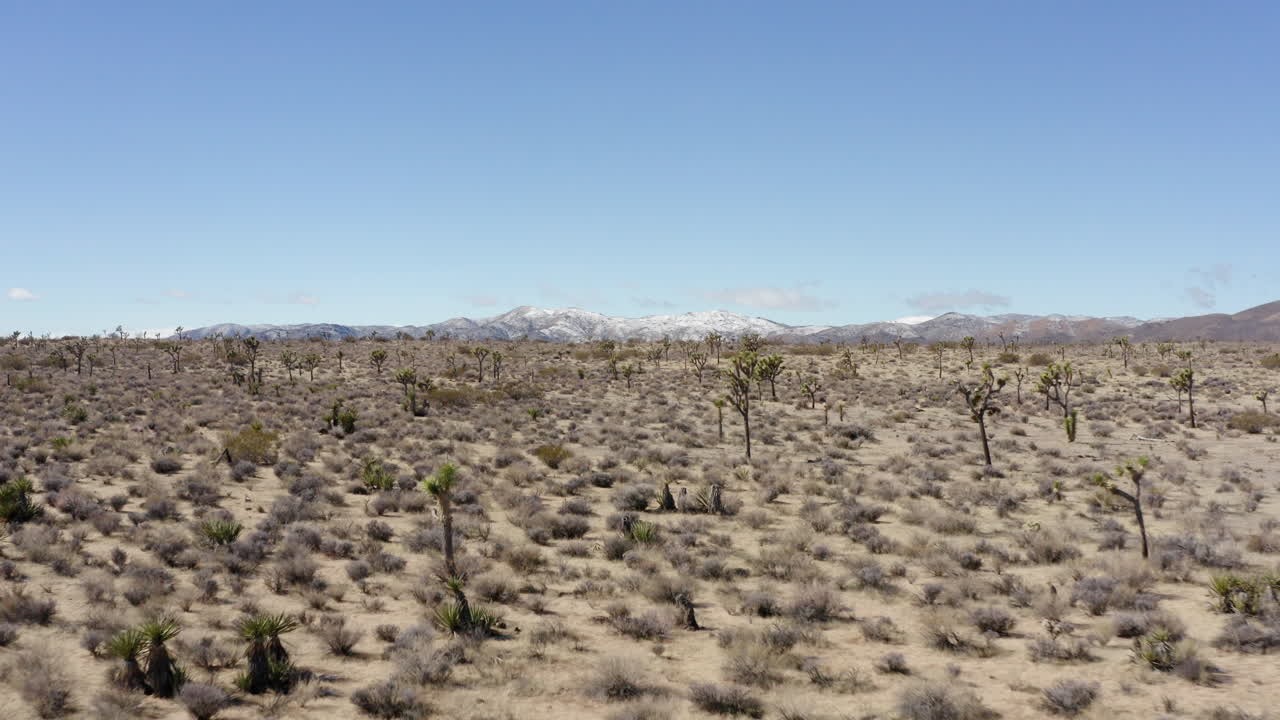 지평선에 눈 인 산들과 함께 조슈아 트리 사막의 드론 뷰