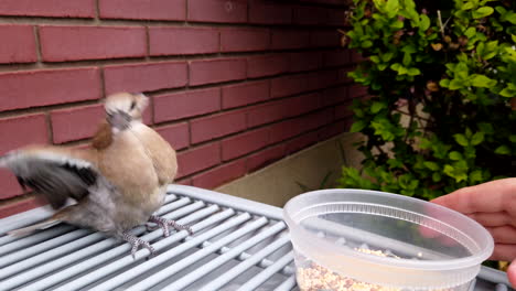 Tratando-De-Alimentar-A-Un-Pájaro-Paloma-Y-Se-Aleja-De-La-Semilla-Del-Pájaro