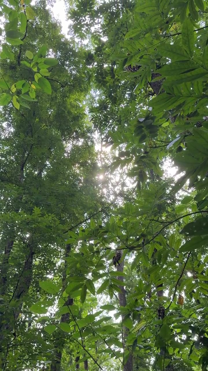 La luce solare filtra attraverso il verde del bosco