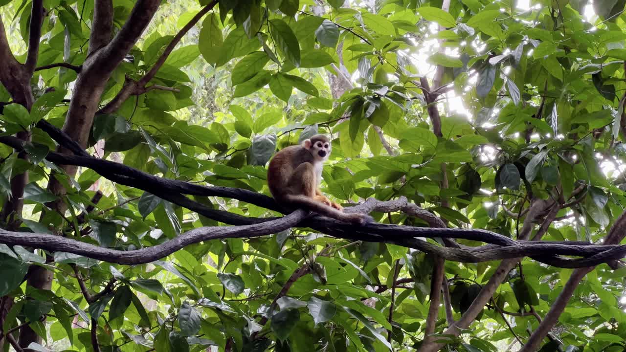 lindo mono ardilla sentado en la vid, rascándose y sacando pulgas de su cuerpo con hojas de árbol balanceándose en el fondo y hermosa luz del sol