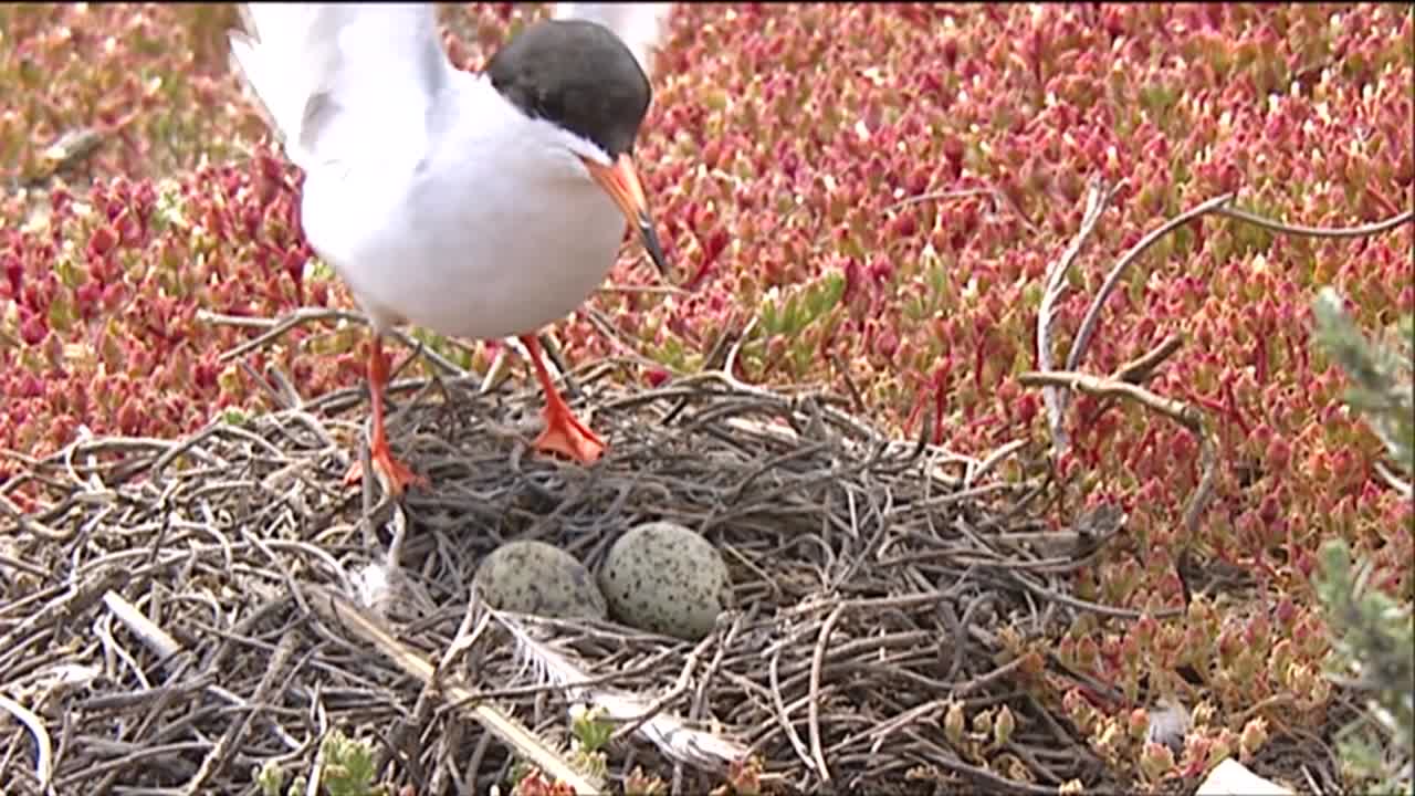 급수 지역 근처의 갈매기와 제비갈매기 1