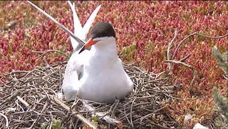 Gaviotas-Y-Charranes-Cerca-De-Un-Abrevadero-1