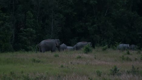 Un-Macho-Enojado-Con-La-Cola-Enderezada-Y-Extendida-Obligando-A-La-Manada-A-Ir-Hacia-La-Derecha-Ya-Que-Está-Casi-Oscuro,-Elefante-Indio-Elephas-Maximus-Indicus,-Tailandia