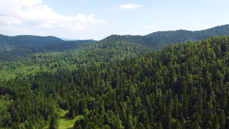 bosque de abetos volando hacia la montaña