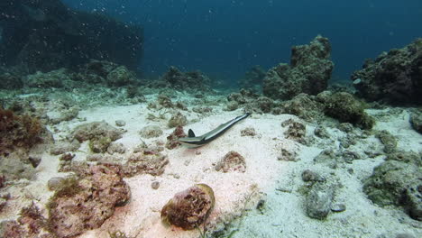 primer plano de un tiburón chupador vivo herido bajo el mar, bajo el agua
