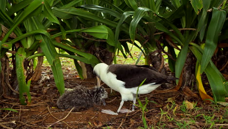 la madre albatros cuida a su hijo frente a los vibrantes arbustos verdes en cámara lenta